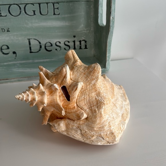 Large Queen Conch Shell Pink Interior Nautical Beach Decor Natural Sculpture Art - Picture 1 of 11